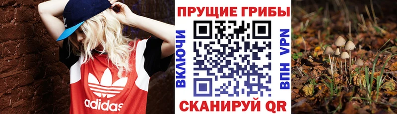 Купить  Оха  Псилоцибиновые грибы Psilocybine cubensis 